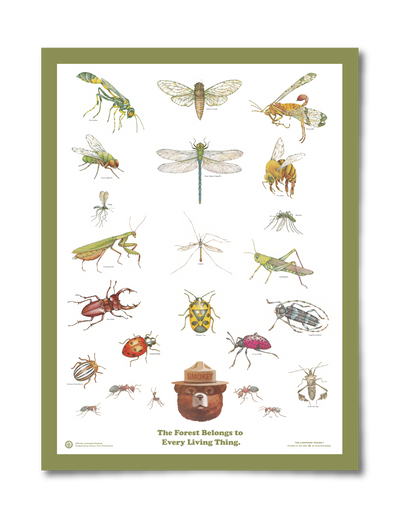 The Landmark Projects Insects of the Forest Educational Poster