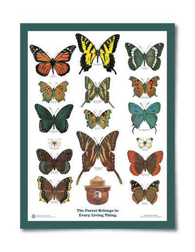 The Landmark Project Butterflies of the Forest Educational Poster